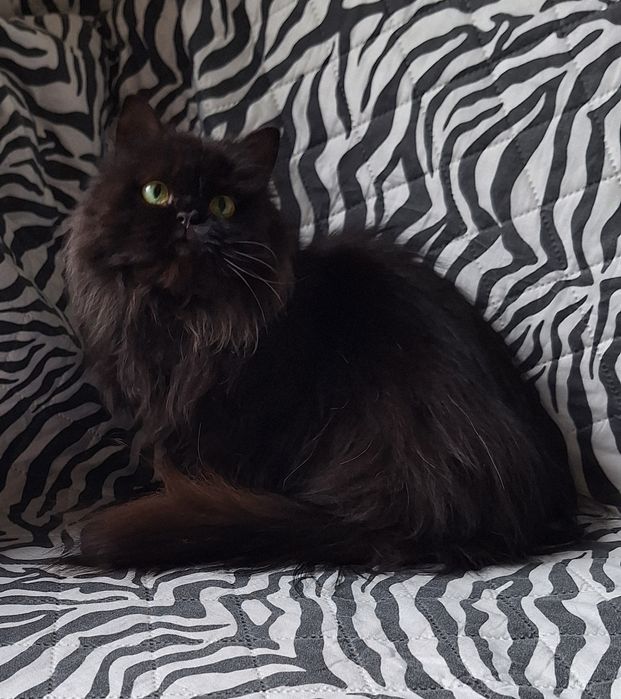 Шотланска дівчинка.