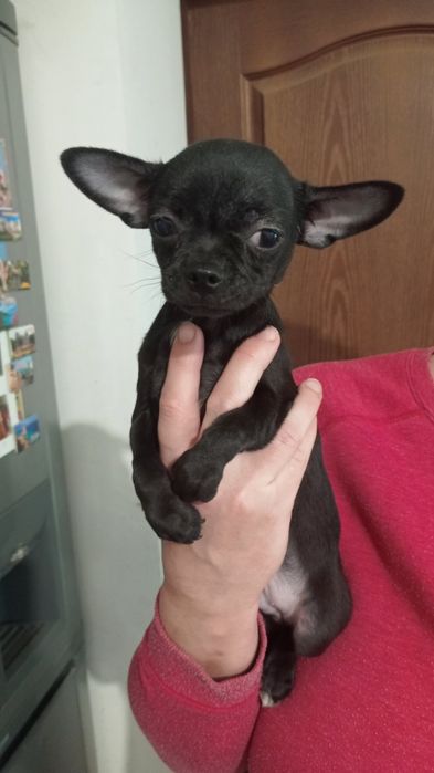 Щенки чихуахуа мини