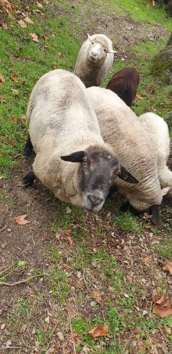 Sulfok 4 anos  muito meigo
