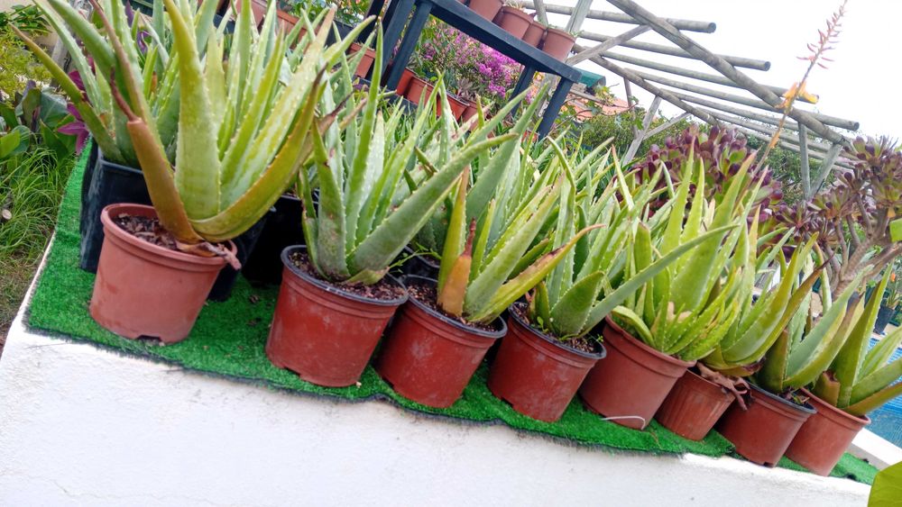 Aloe Vera Barbadensis