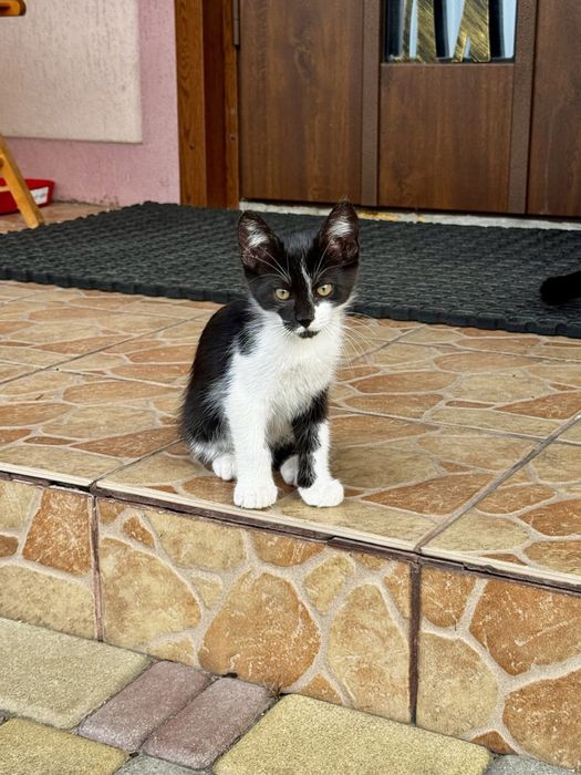 Віддам кошенят в добрі руки