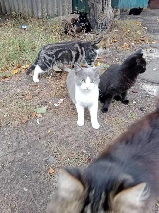 Отдам даром в добрые руки