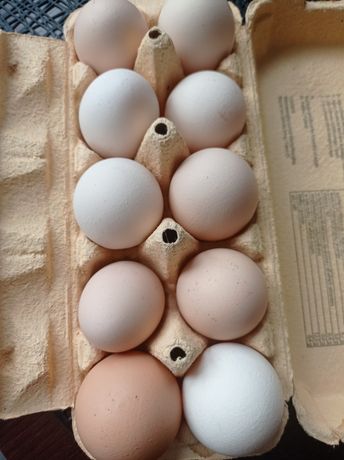 Wiejskie jaja od kur z wolnego wybiegu
