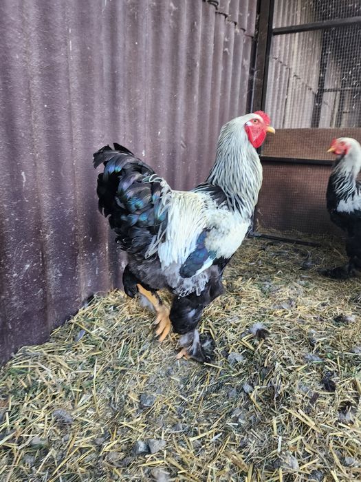 Продам кури породи темна брама