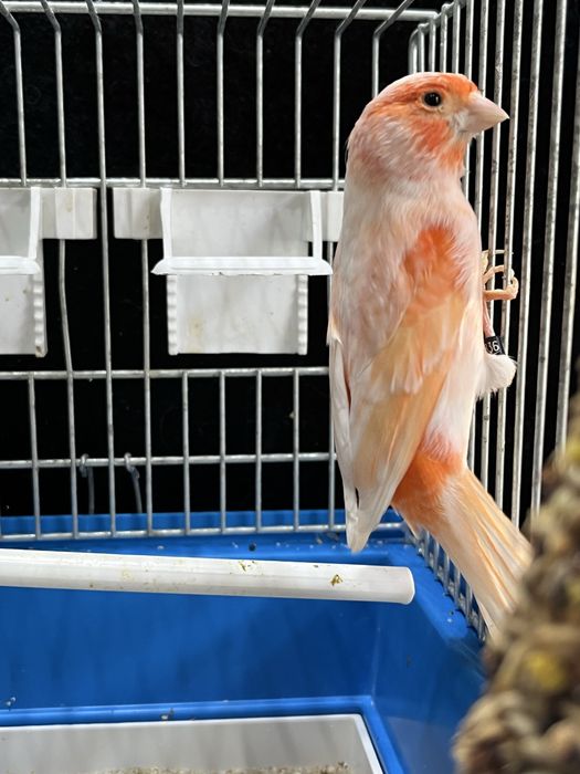 Kanarek (samiec) Aqualife