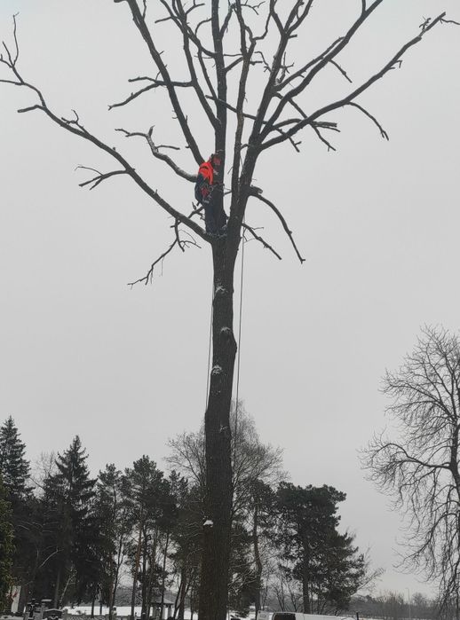 Wycinka Drzew Alpinistycznie Profesjonalnie, czyszczenie działek.