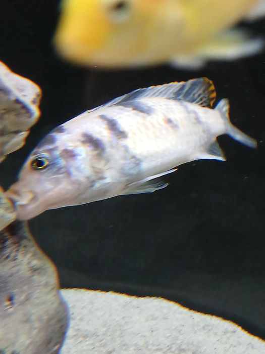 Ciclideo Metriaclima estherae ob