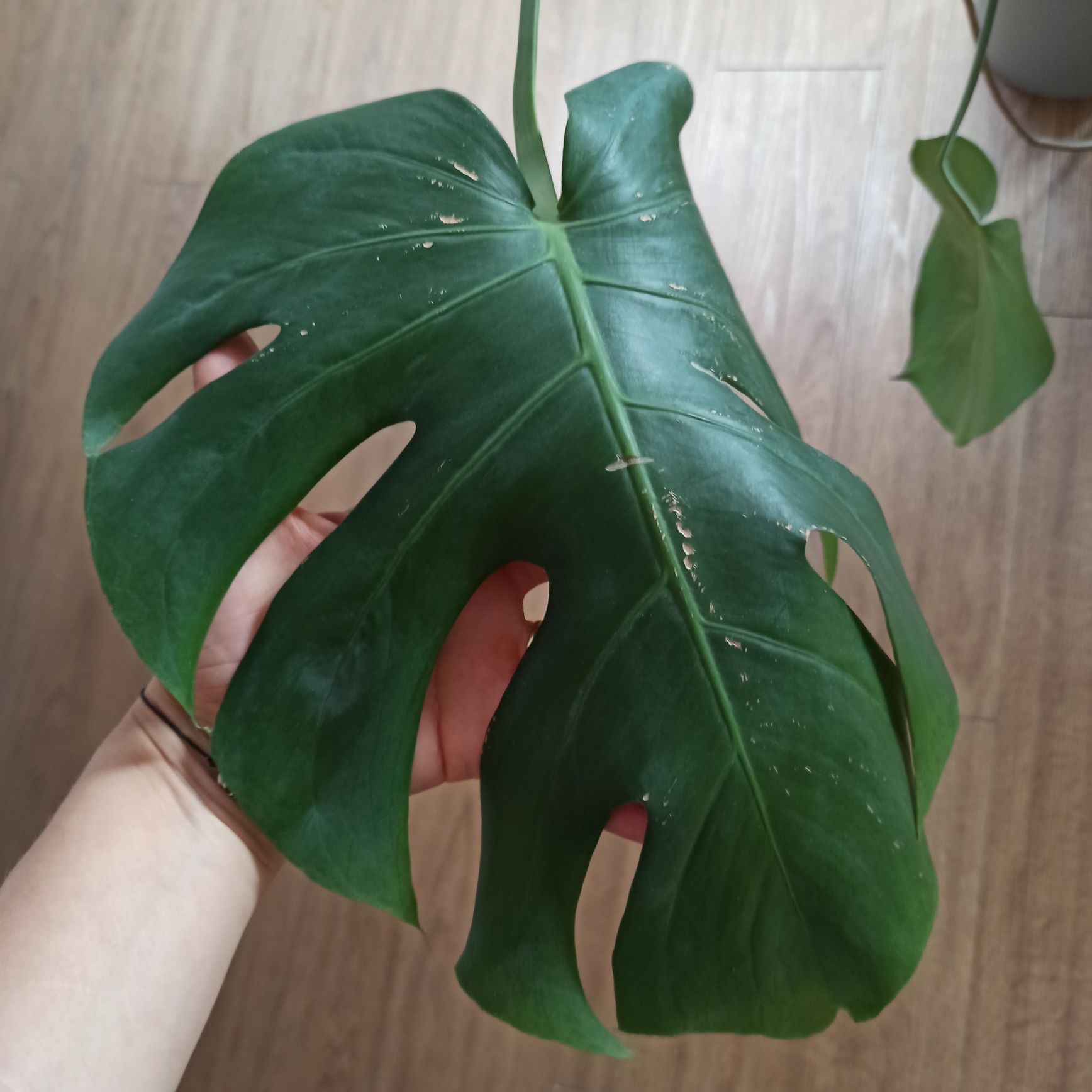 Monstera z doniczką