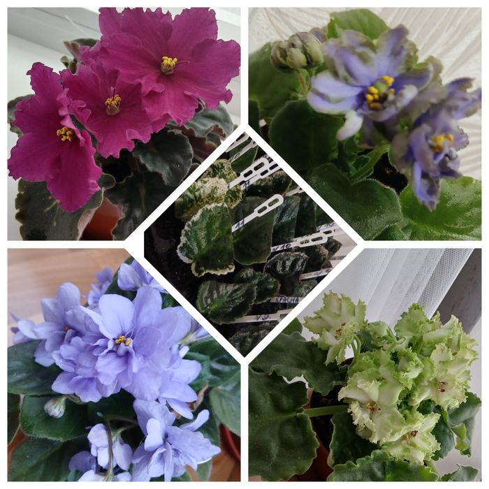 Фіалки   сортові