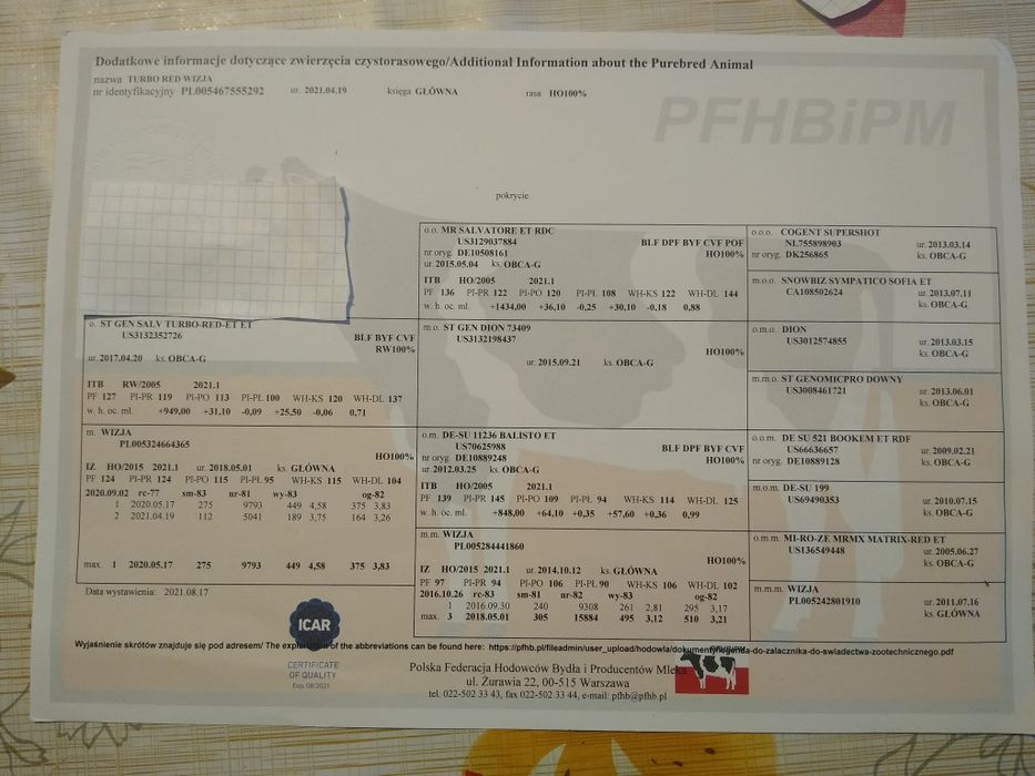 Jałówki hodowlane cielne 100% hf