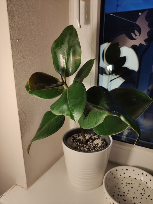 Ficus elastica, fikus sprężysty