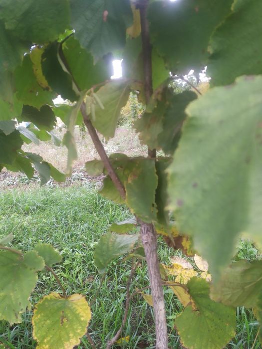 Фундук на медвежому горісі