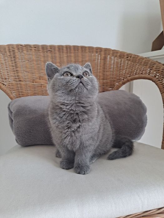 Kot brytyjski krótkowłosy niebieski Kocurek