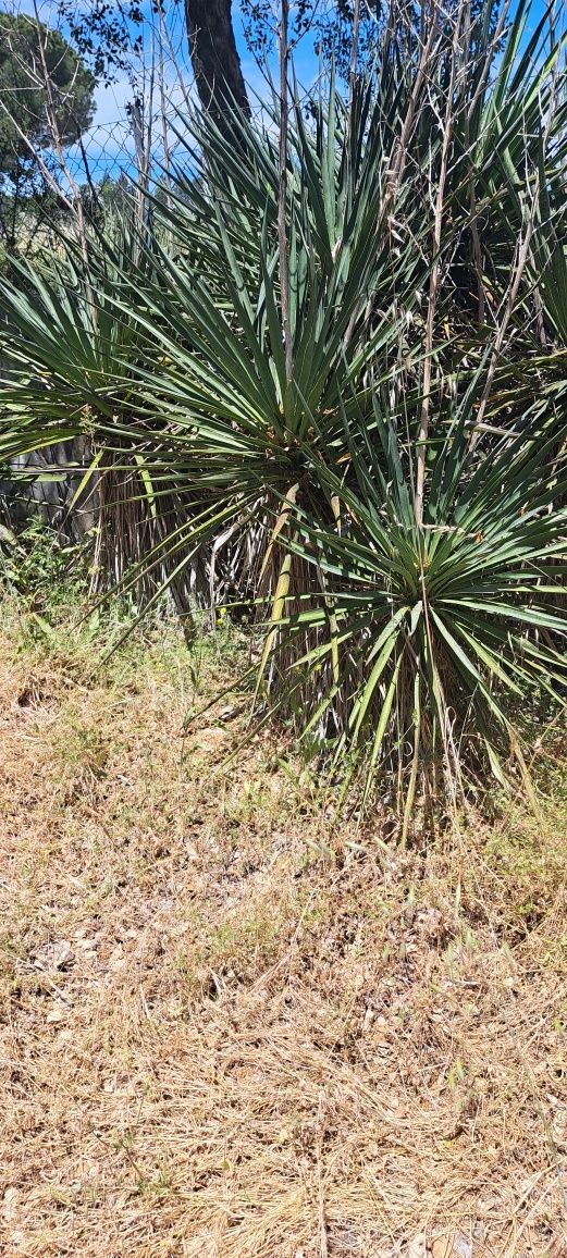 Yucca para dar , mas tem de vir buscar