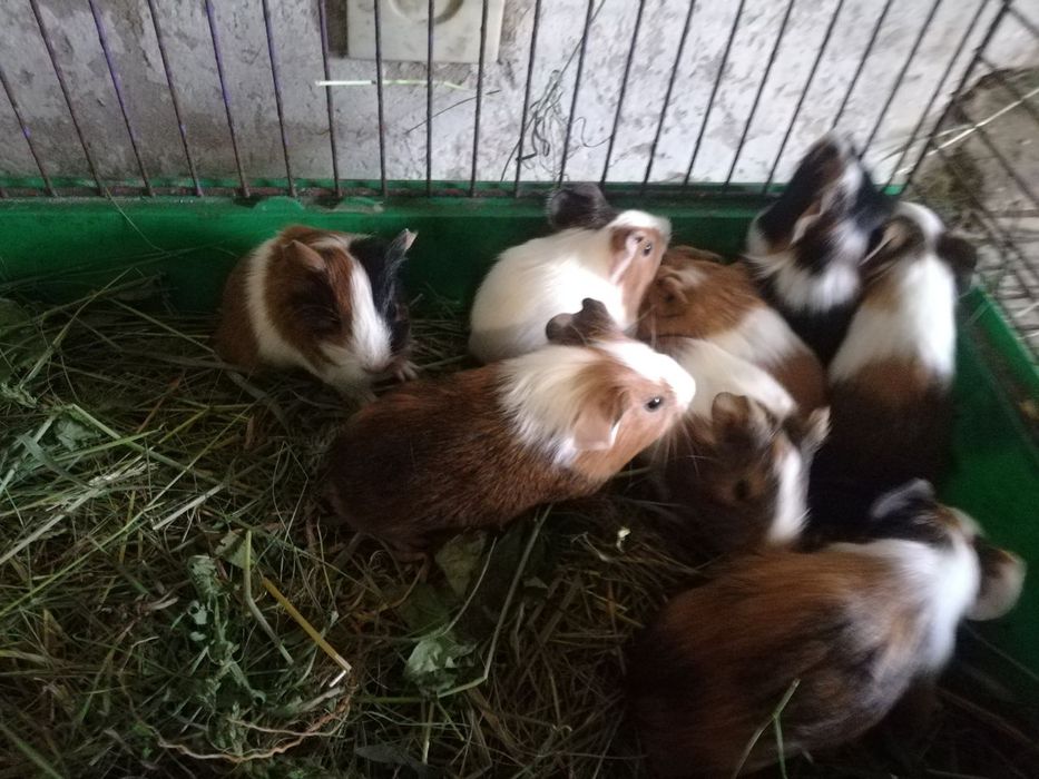 Морские свинки в наличии всегда