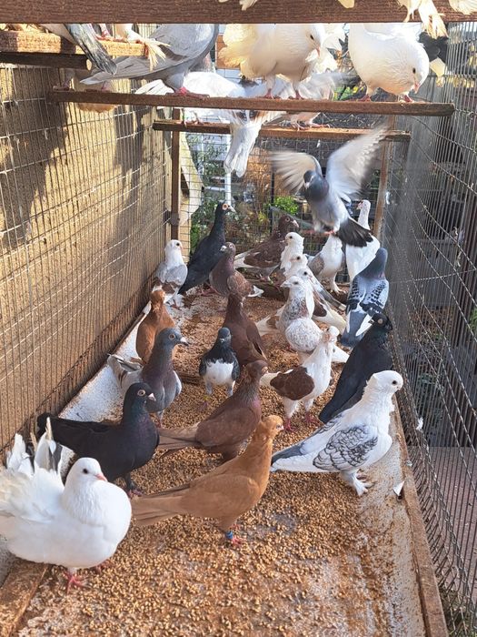 Gołębie gołąb ptaki ozdobne likwidacja hodowli