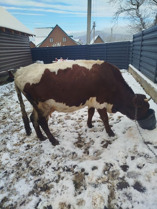Продам молоду корову красулька