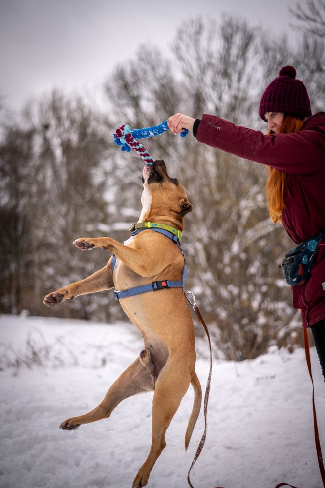 Bakuś - mx amstaff