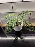 Monstera obliqua peru REZERWACJA