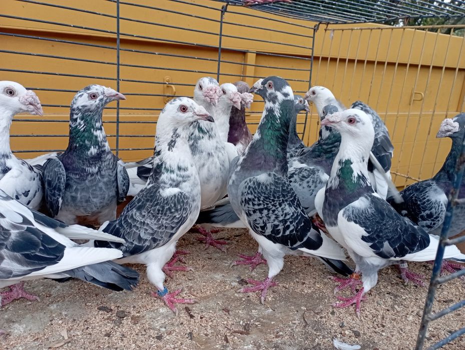 Gołębie staropolskie