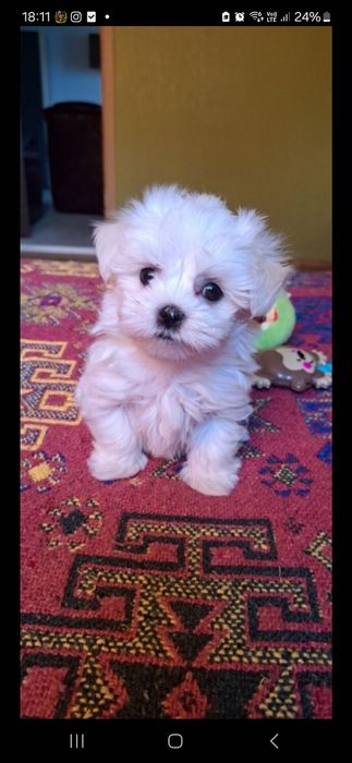 Maltanczyk piesek 8 tygodni