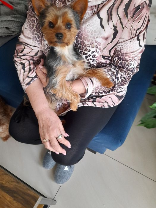 Yourshire Terrier