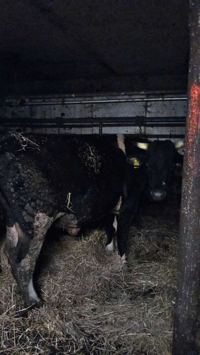 Byk buhaj rozpłodnik Hf 26 msc