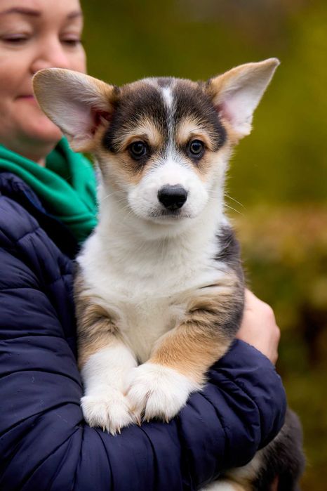 Пропонуємо хлопчика Вельш Коргі Пемброк