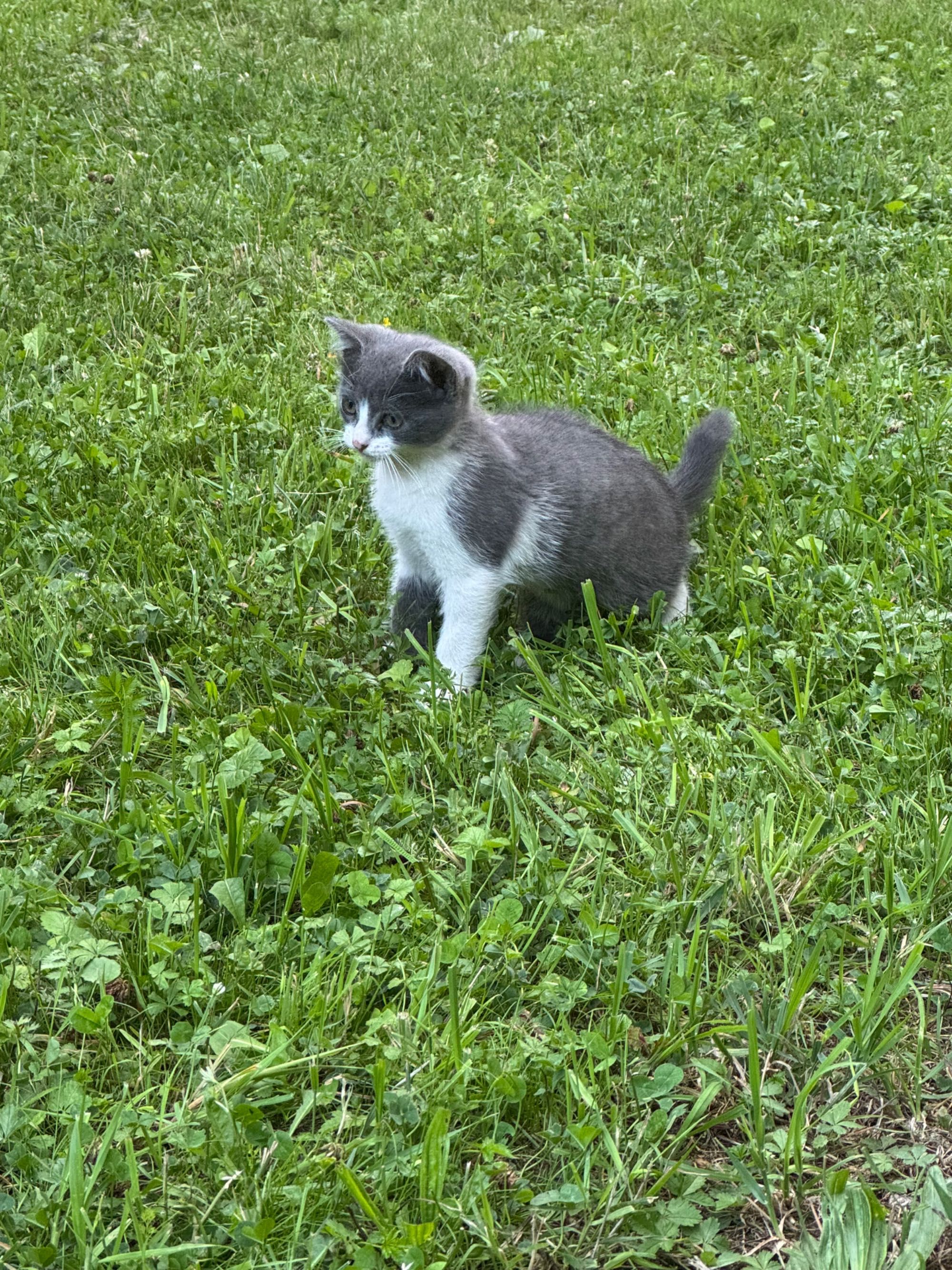 Котики шукають дім