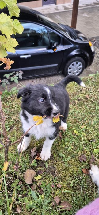 Sprzedam suczkę Border collie
