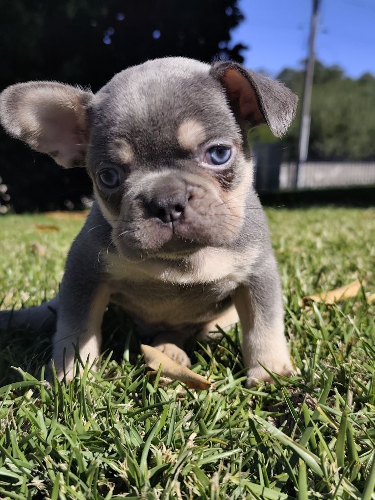 bulldog francês macho