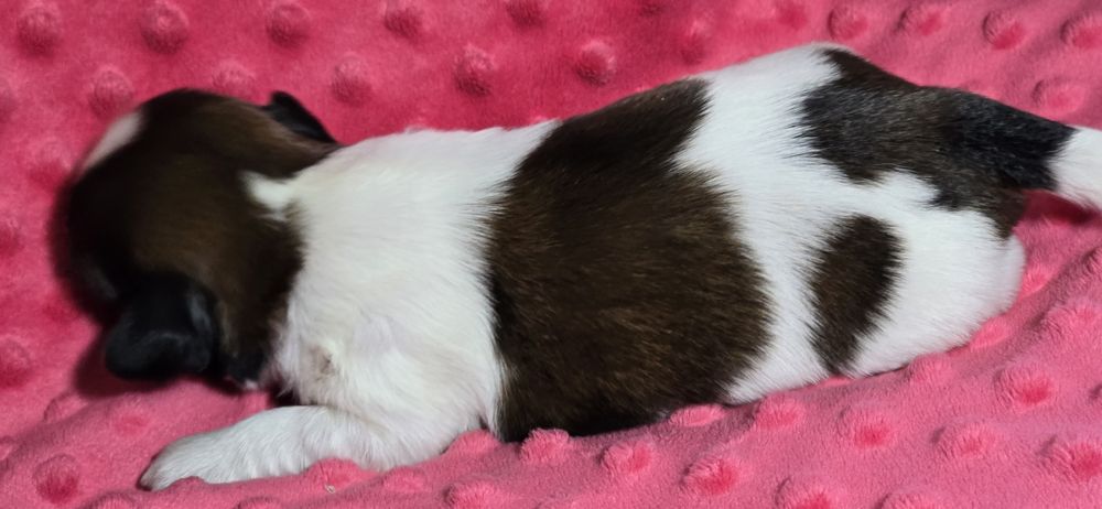 Shih tzu śliczny piesek Olafek