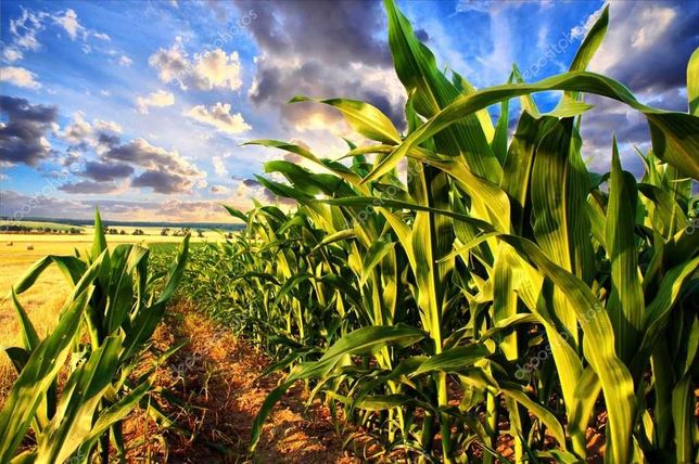 Семена кукурузы и подсолнечника /посевной материал