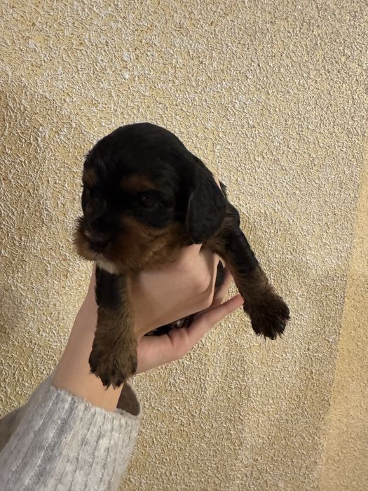 Cavapoo, pudel red i cavsloer king charles spaniel