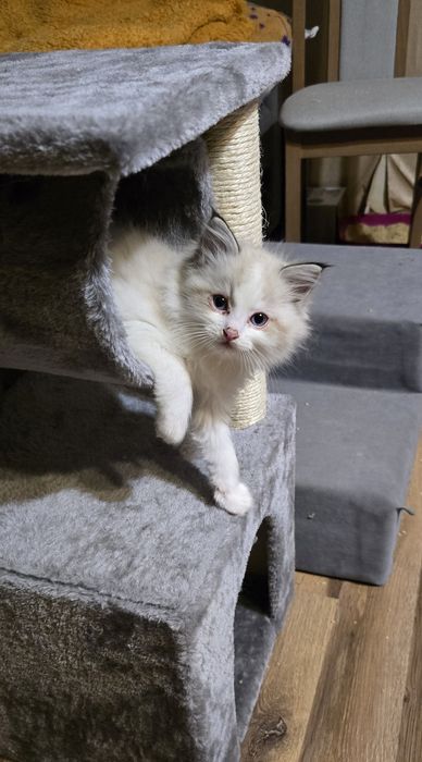 Kocurek Ragdoll FPL zaprasza do rezerwacji