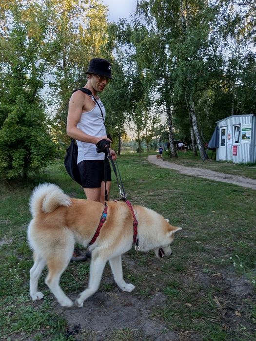 Выгул собак Киев вигул собак  Кінолог Дресирування Перетримка собак