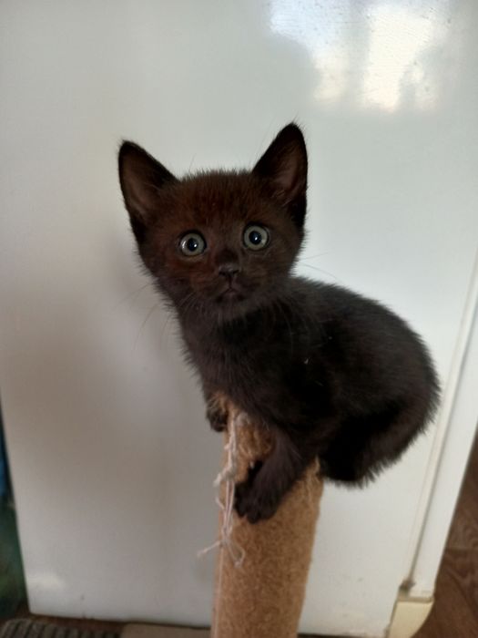 Віддам кошенят в добрі руки