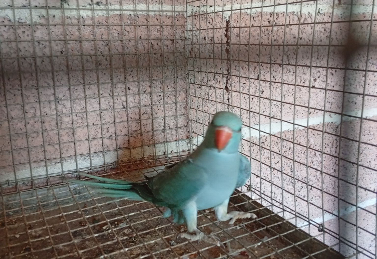 Ring neck azul f
