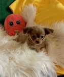 Chihuahua chłopiec długowłosy