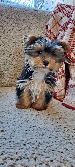 Yorkshire terrier-mini suczka