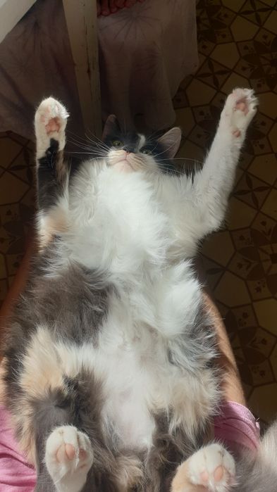 Кошенята турецької ангори