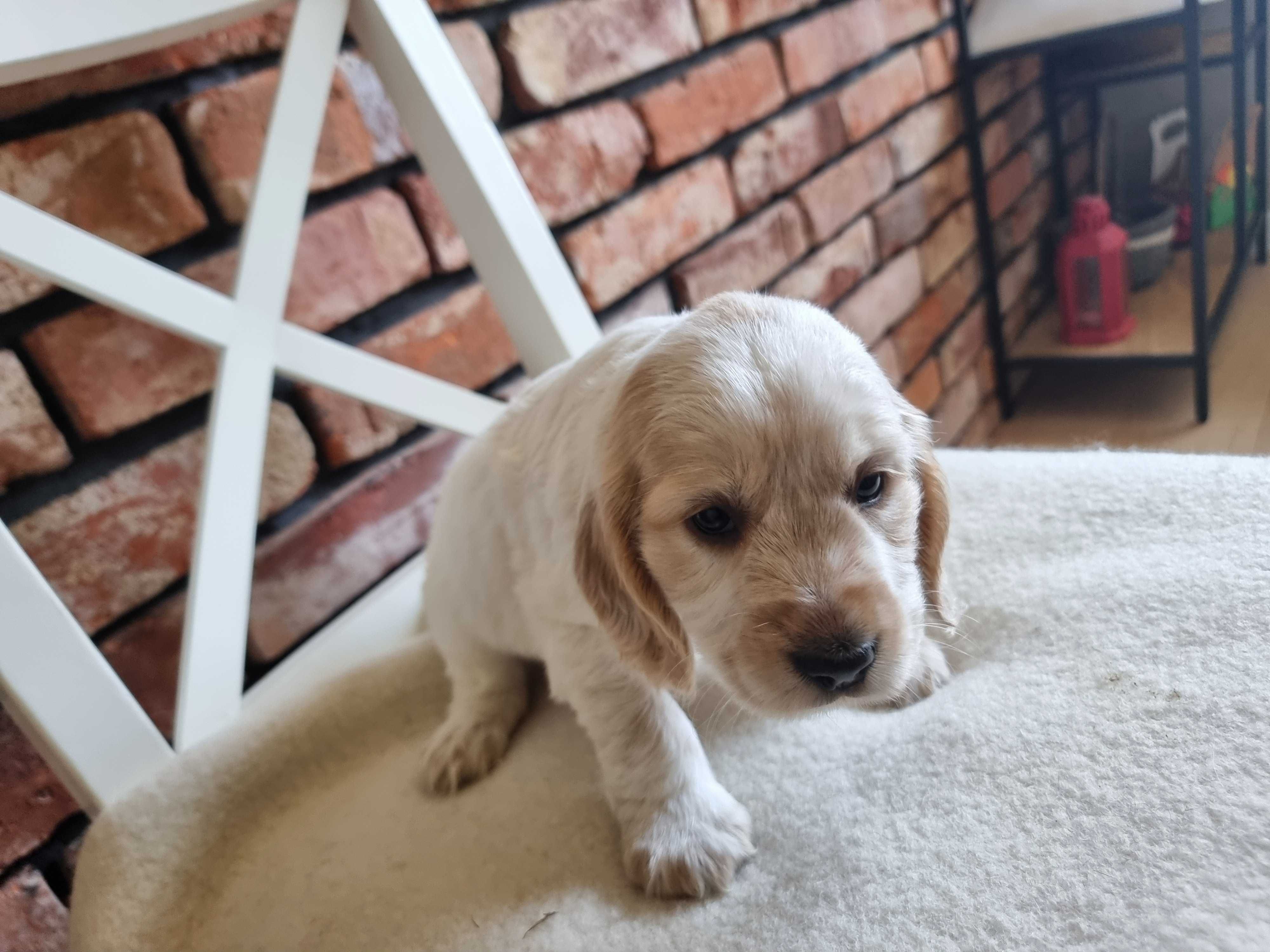 Cocker spaniel angielski śliczny szczeniaczek do odbioru