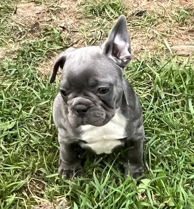 Piękny Buldog Francuski