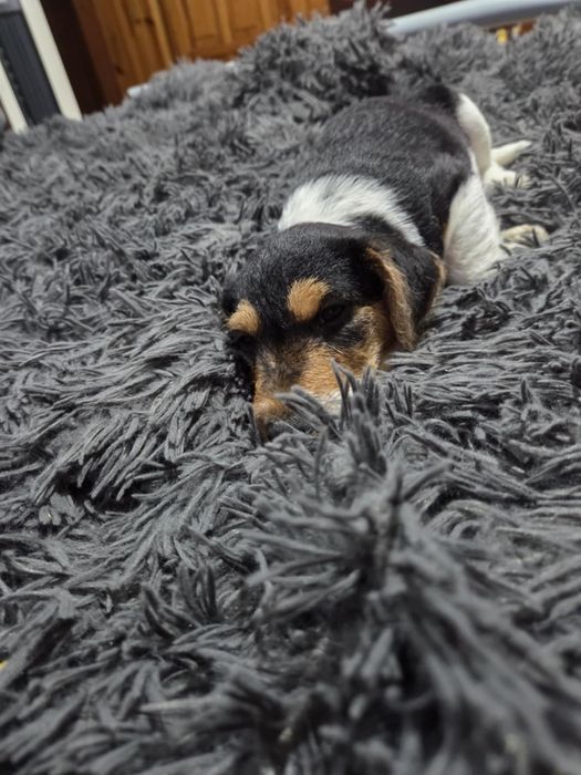 Szczeniaczek foksterier chlopczyk