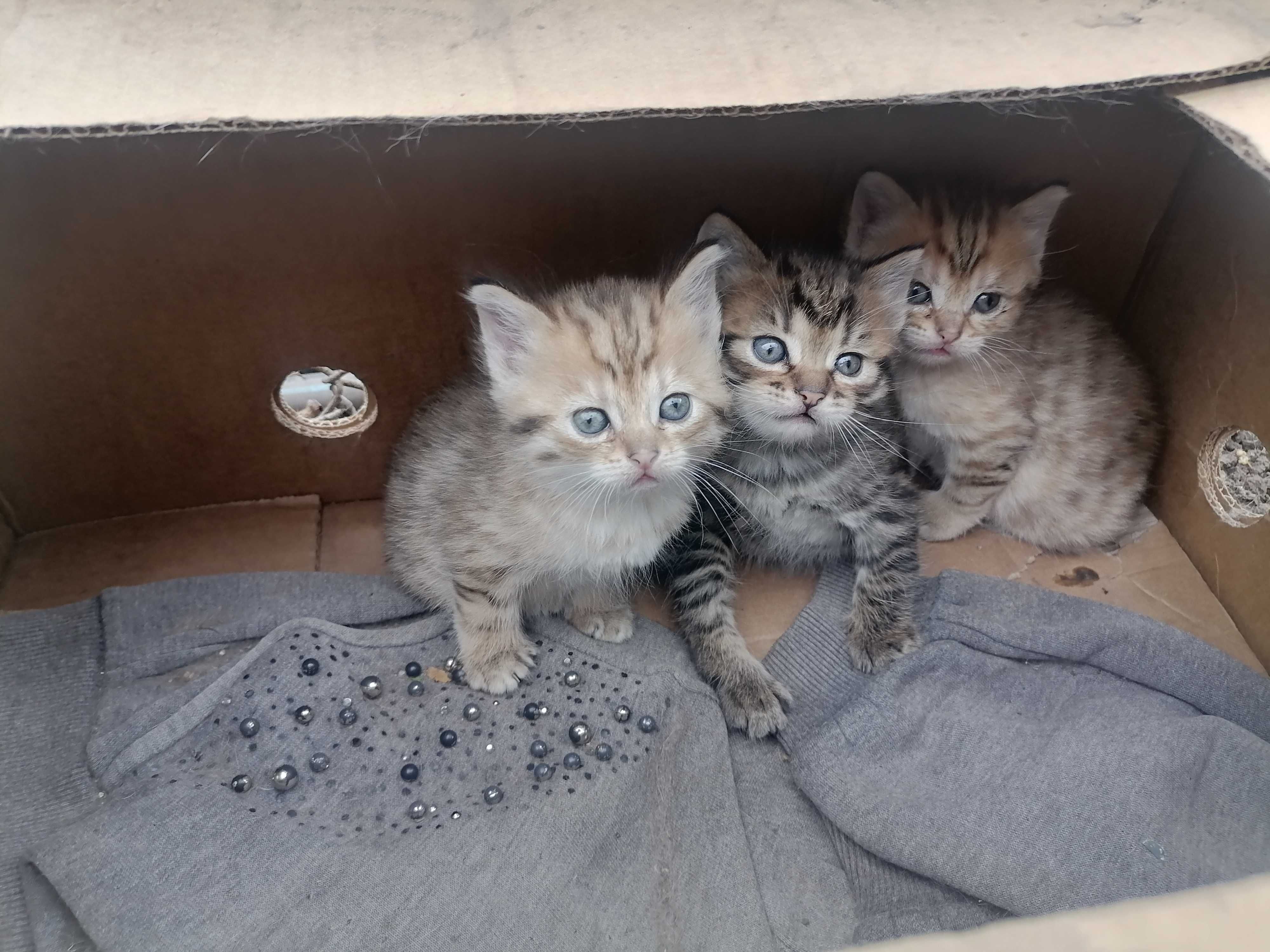 Котята вислоухие