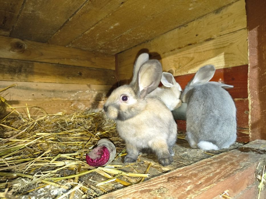 Młode króliki. .