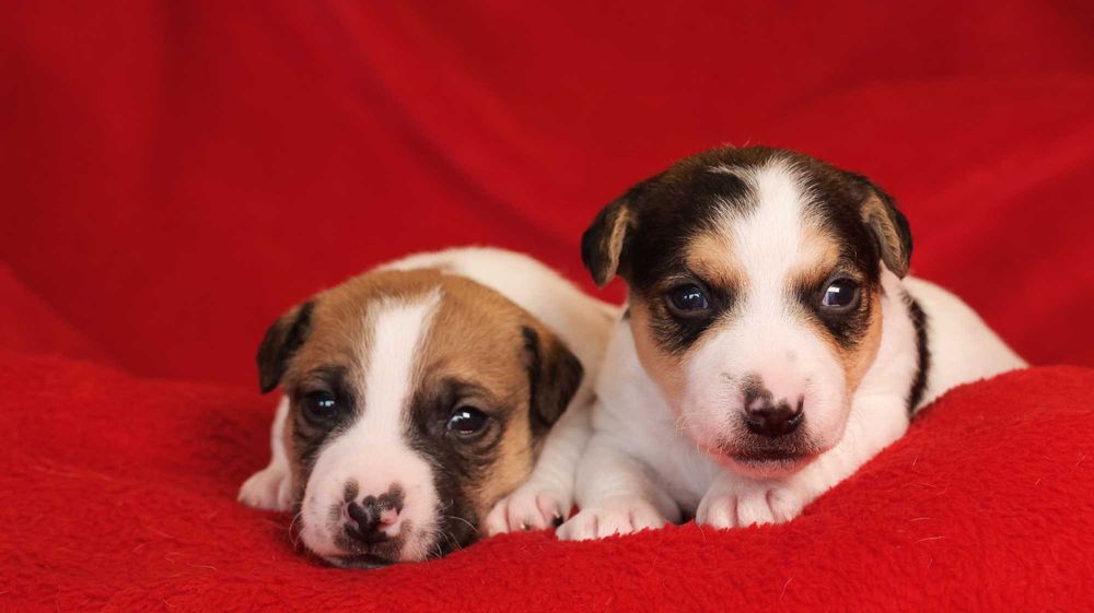 Piesek Jack Russell Terrier z hodowli BREFIO-/badania genet.