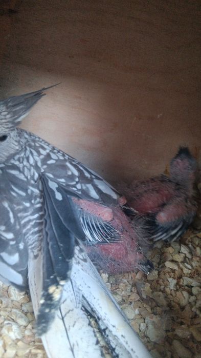 Caturras para criar a mão