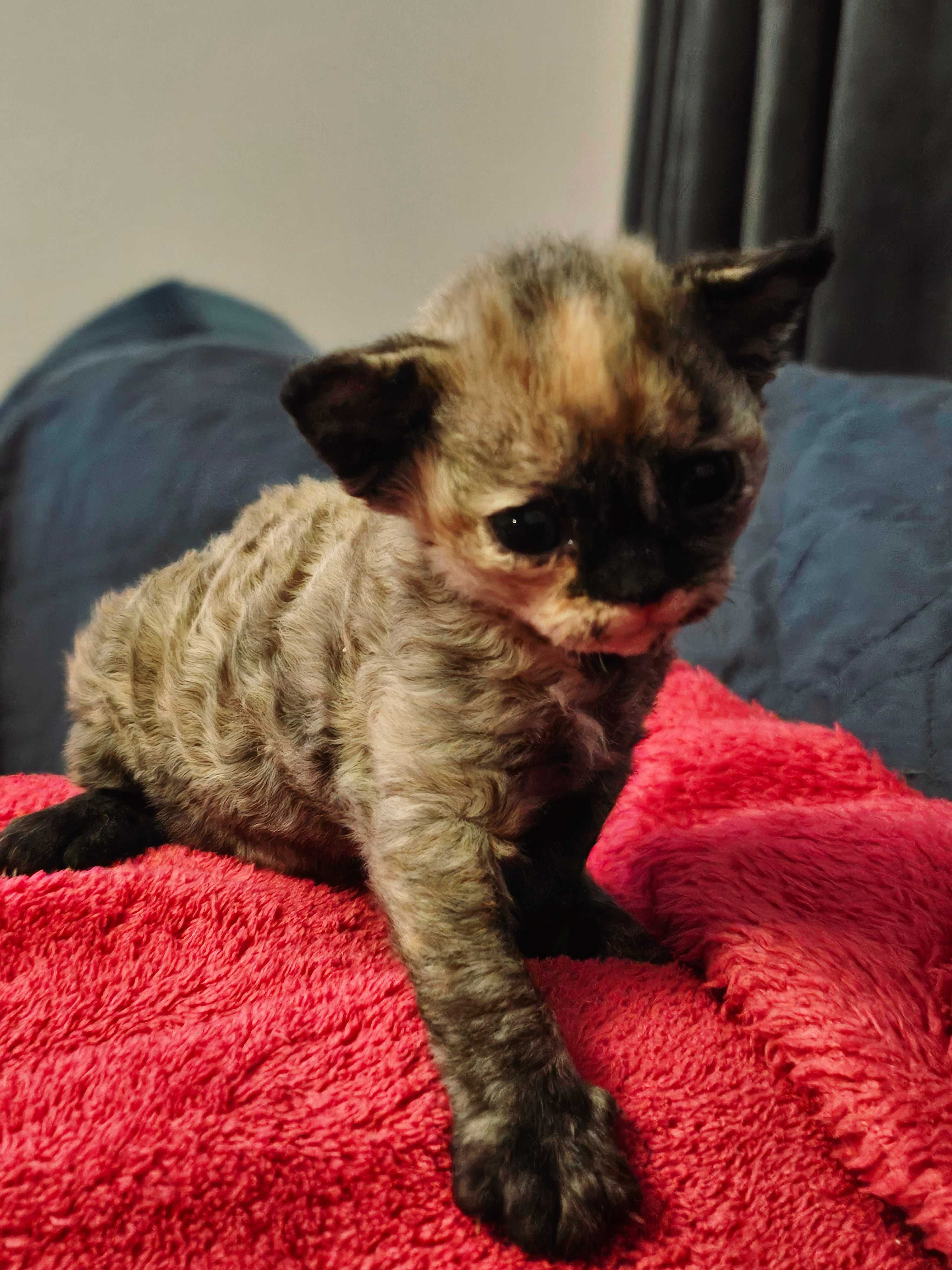 Koteczka Devon Rex FPL