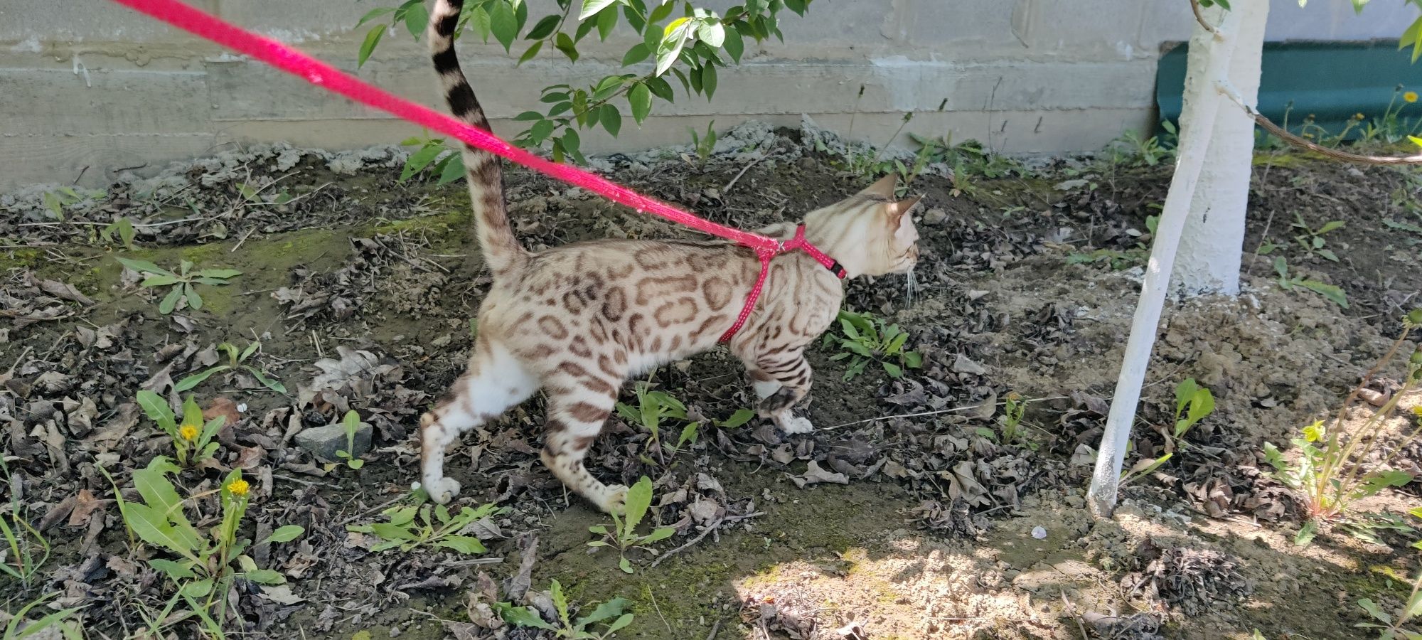 Бенгальський хлопчик на в'язку